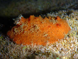 Image of Red lattice slug