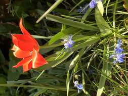 Image of Tulipa linifolia Regel