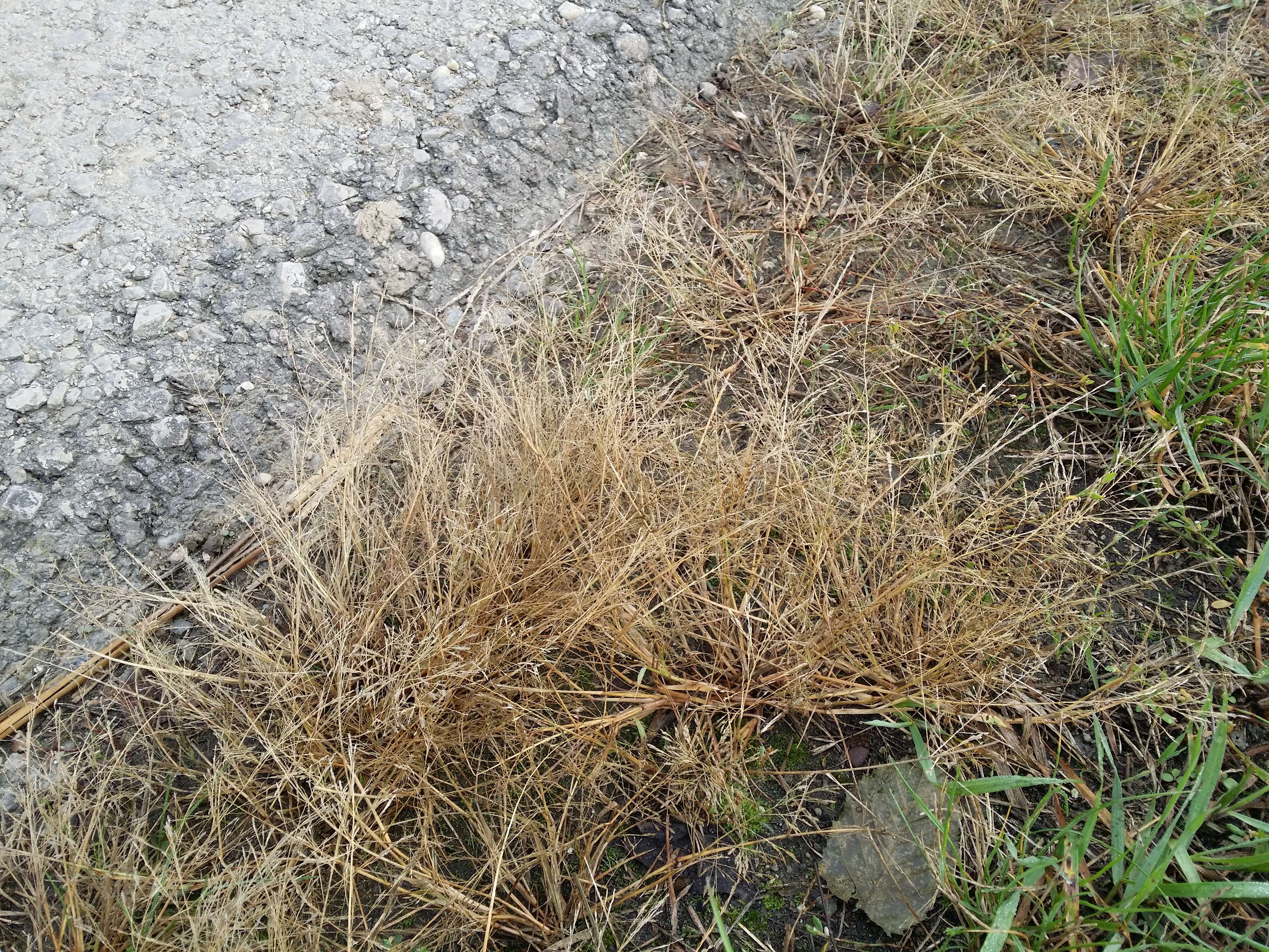 Image of Indian lovegrass