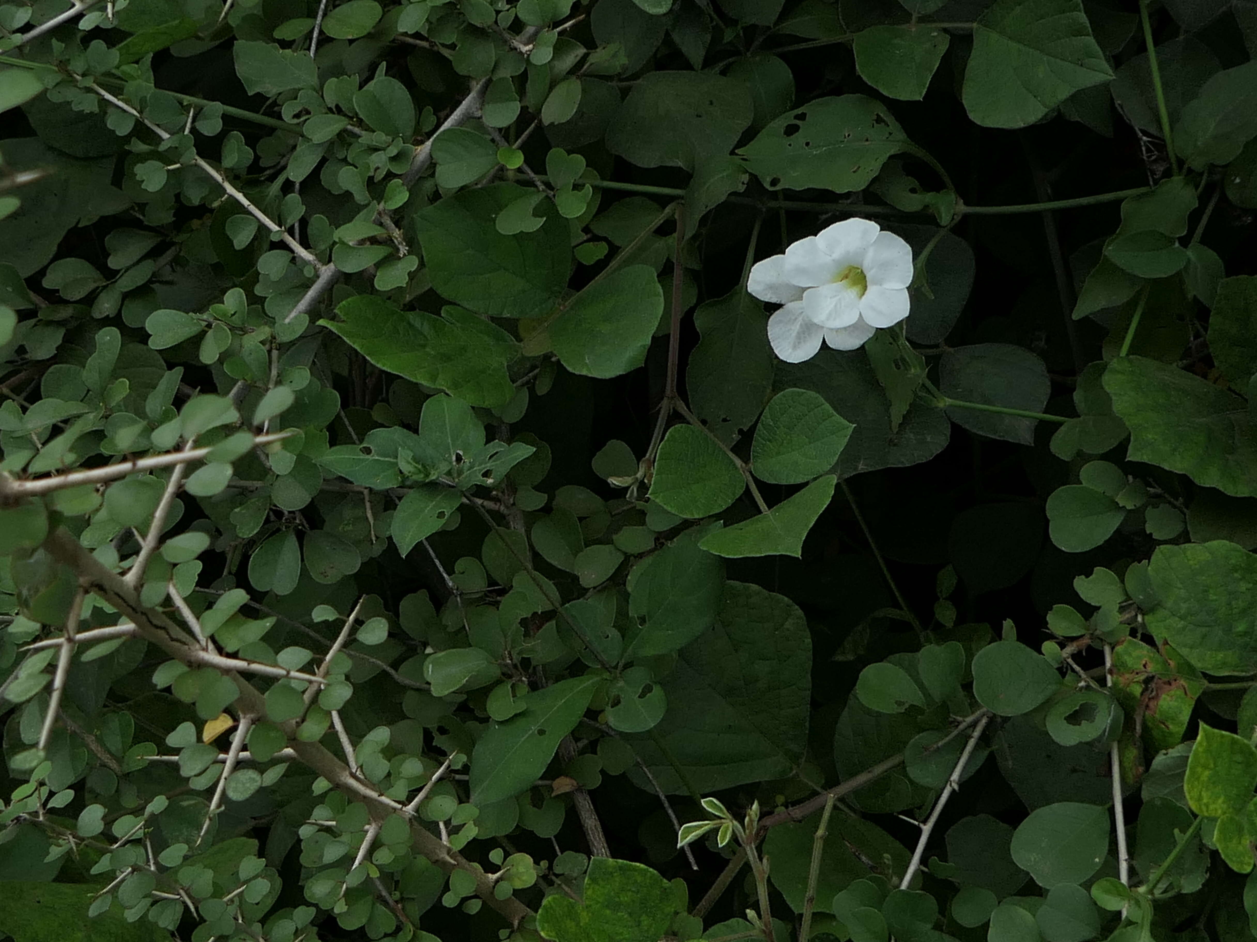 Image of Chinese violet