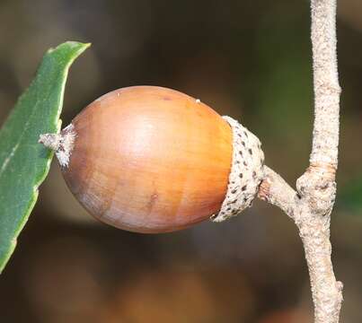 Image of <i>Quercus phillyraeoides</i>