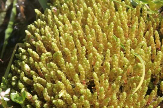 Image of bryum moss