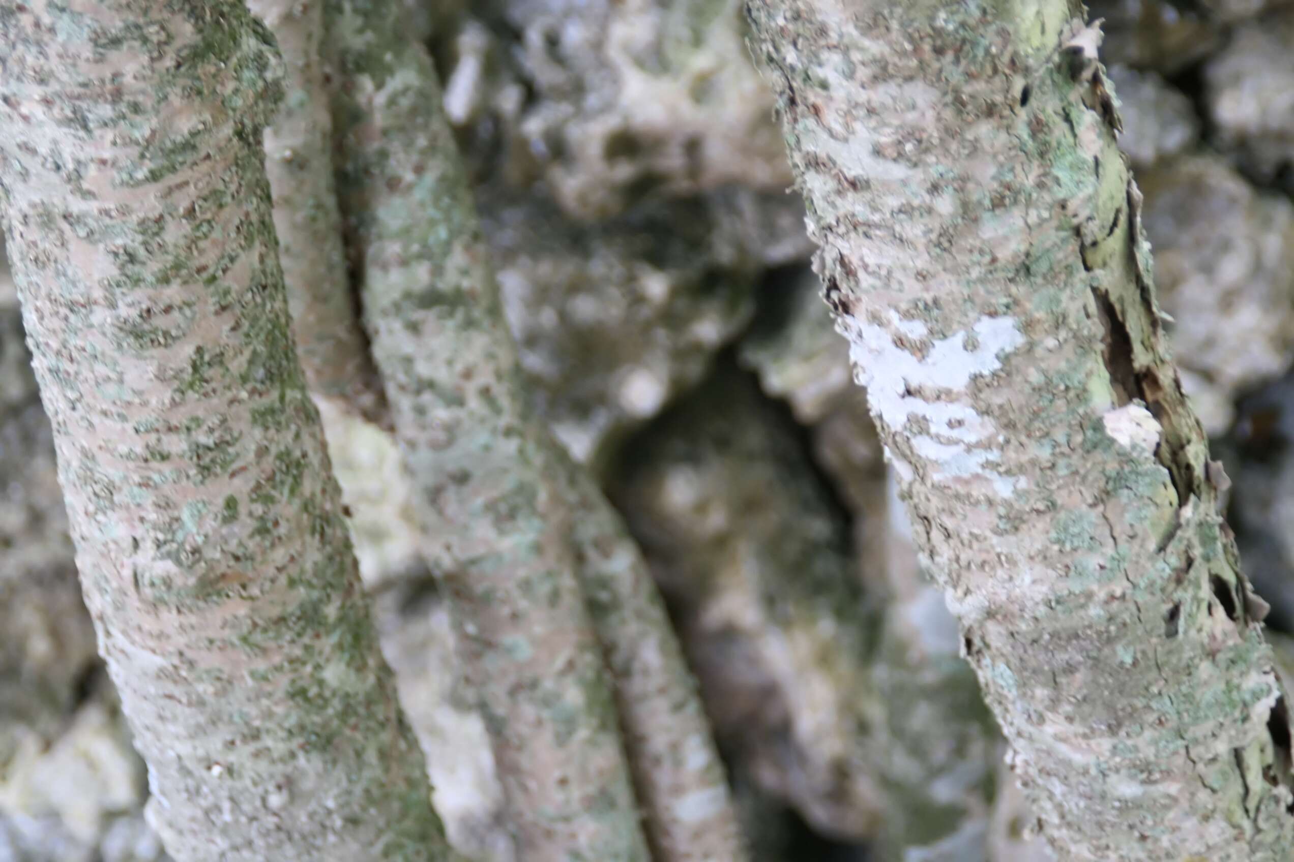 Image of Palay rubbervine