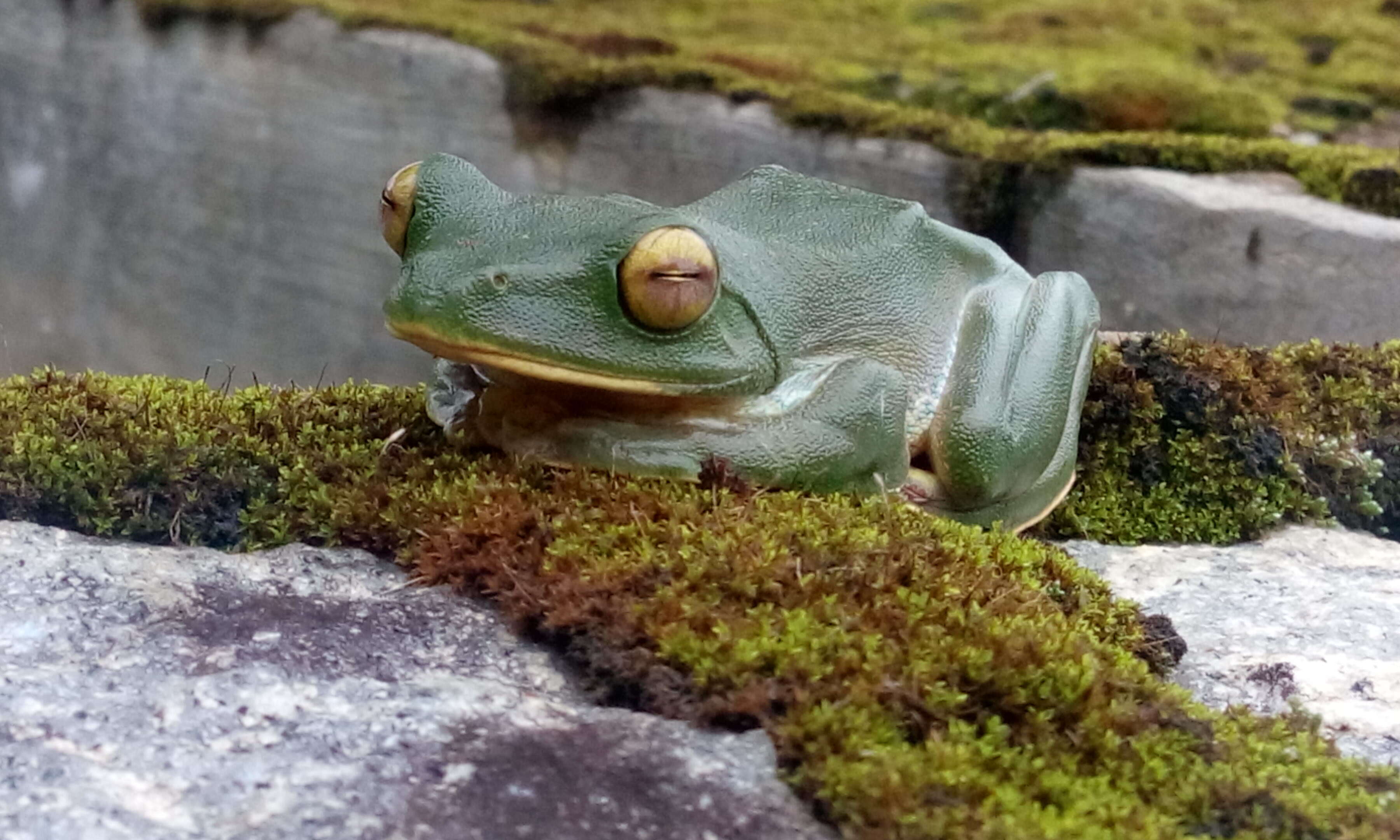 Image of Malabar Gliding Frog