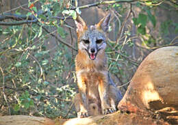 Image of Grey Foxes