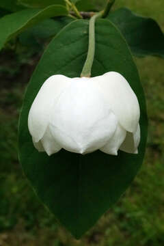 Image of Magnolia sieboldii K. Koch