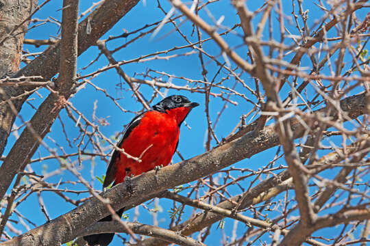 Image of Crimson-breasted Gonolek