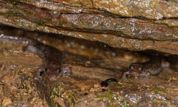 Image of Seal Salamander