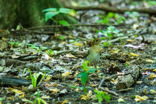 Image of Veery