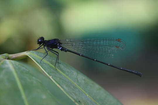 Image de Onychargia Selys 1865