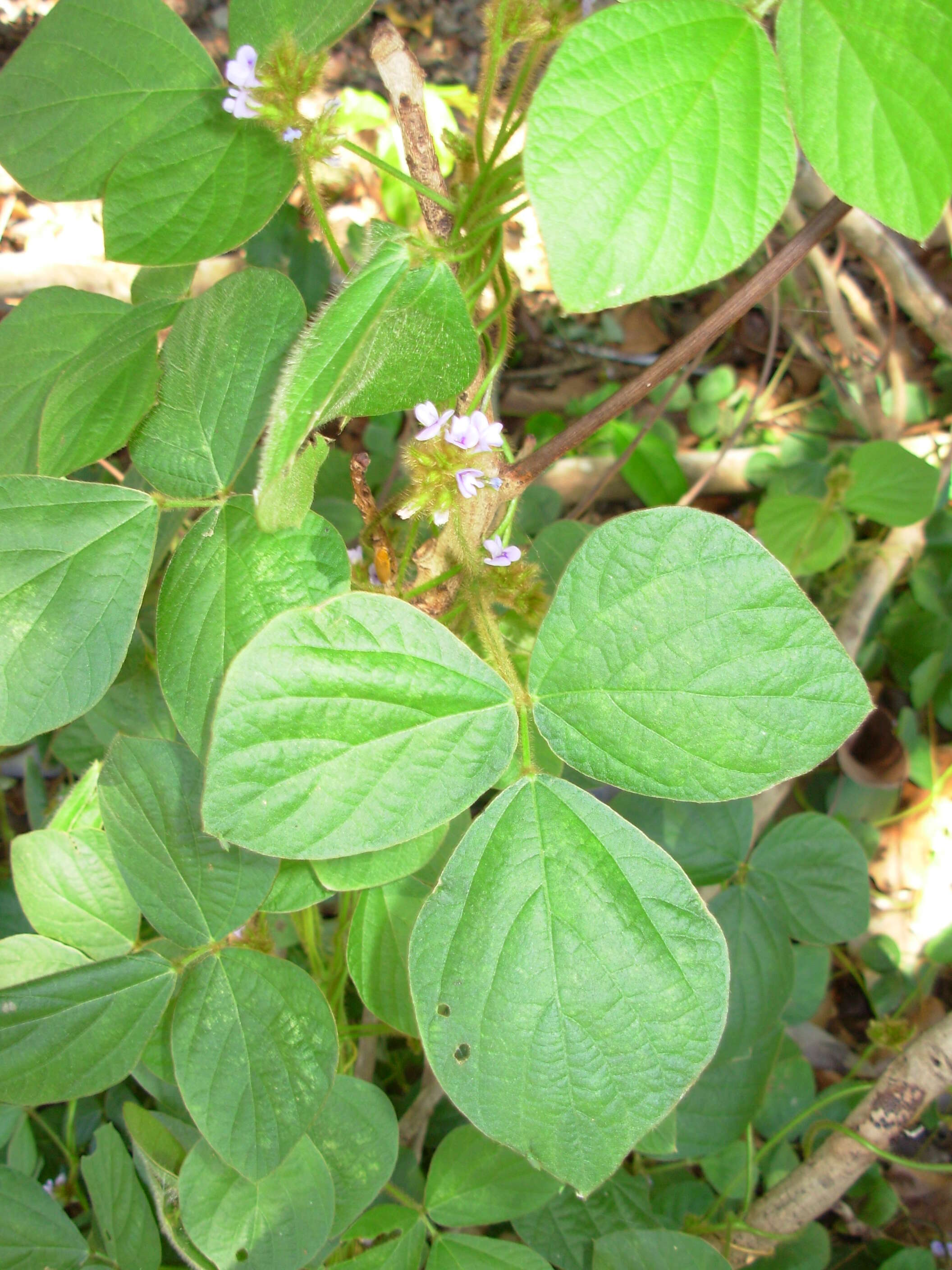 Imagem de Calopogonium mucunoides Desv.