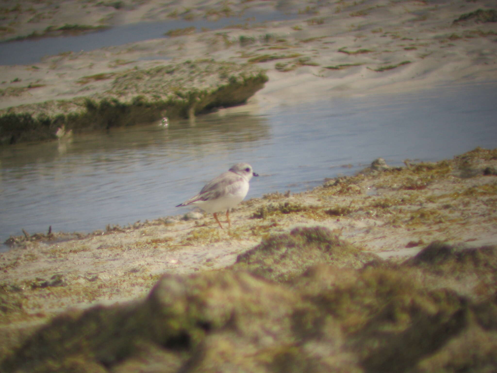 Image of Piping Plover