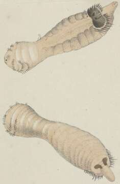 Image of Sternaspidae