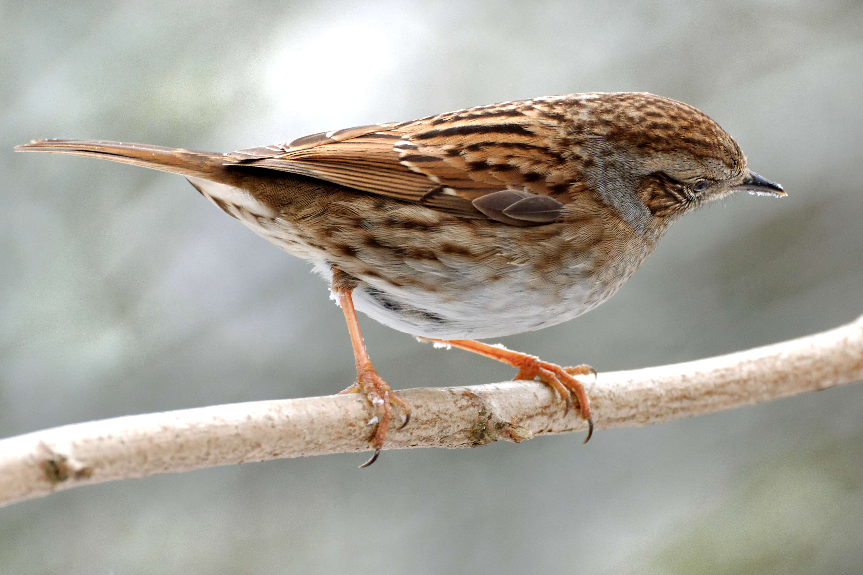 Image of Dunnock