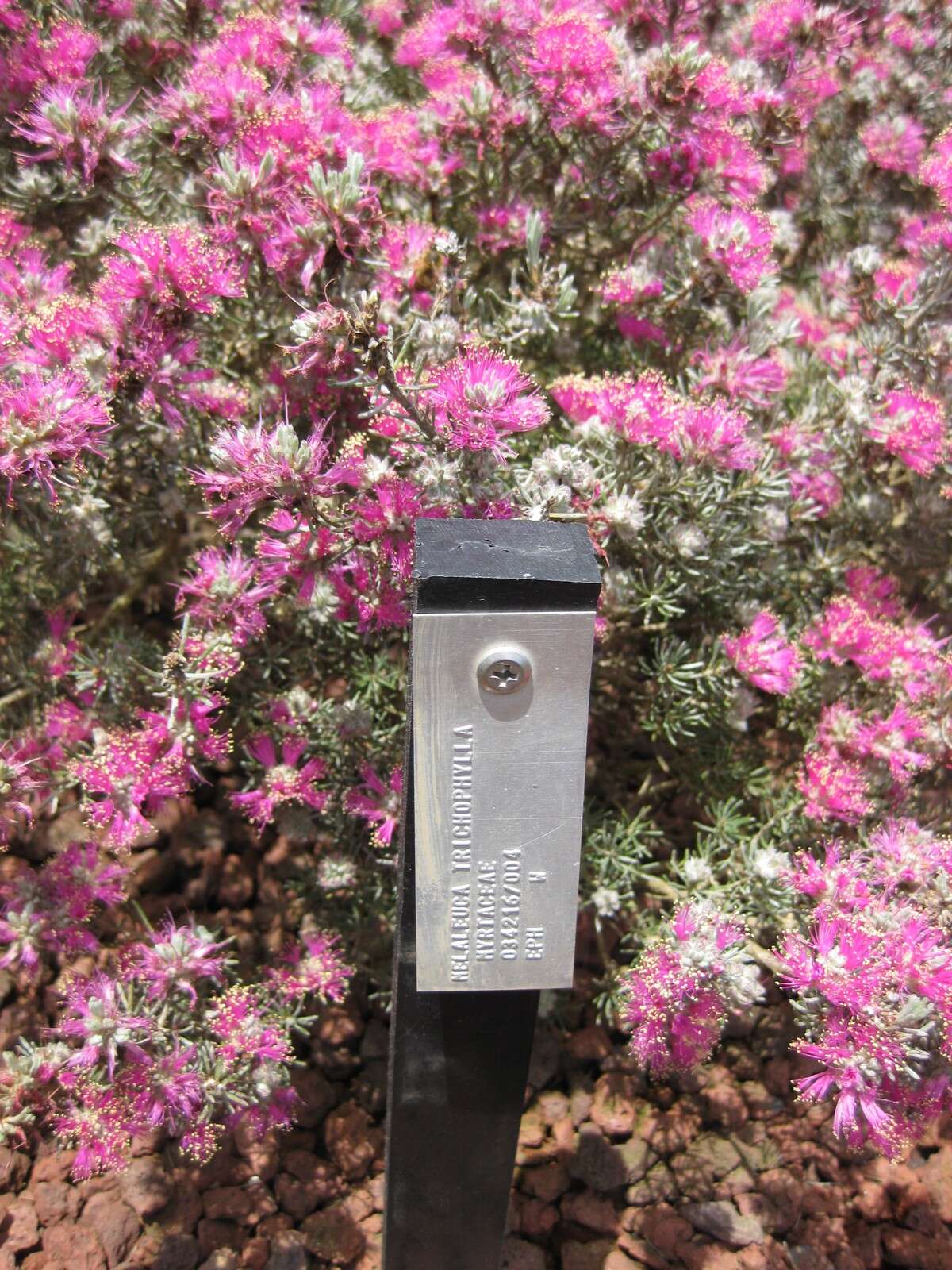 Image of Melaleuca trichophylla Lindl.