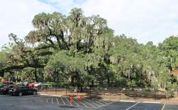 Image of Southern Live Oak