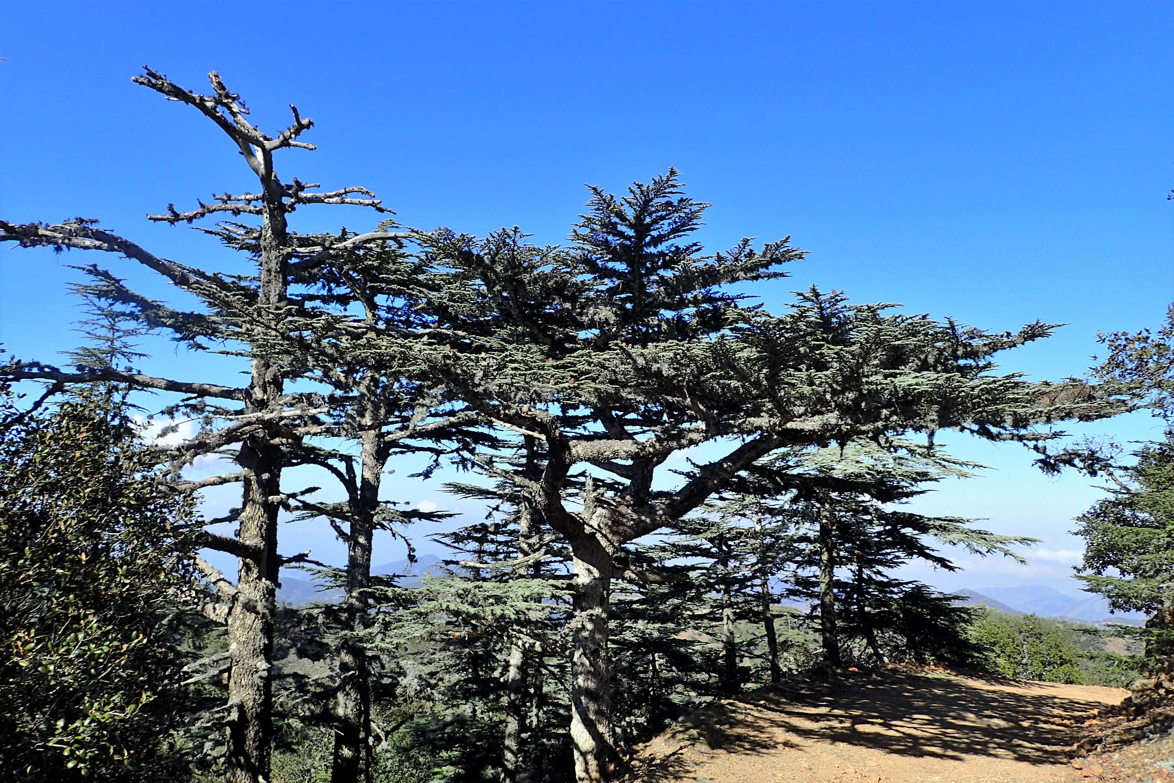 Image of Cyprus Cedar