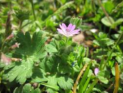 Imagem de Geranium molle L.