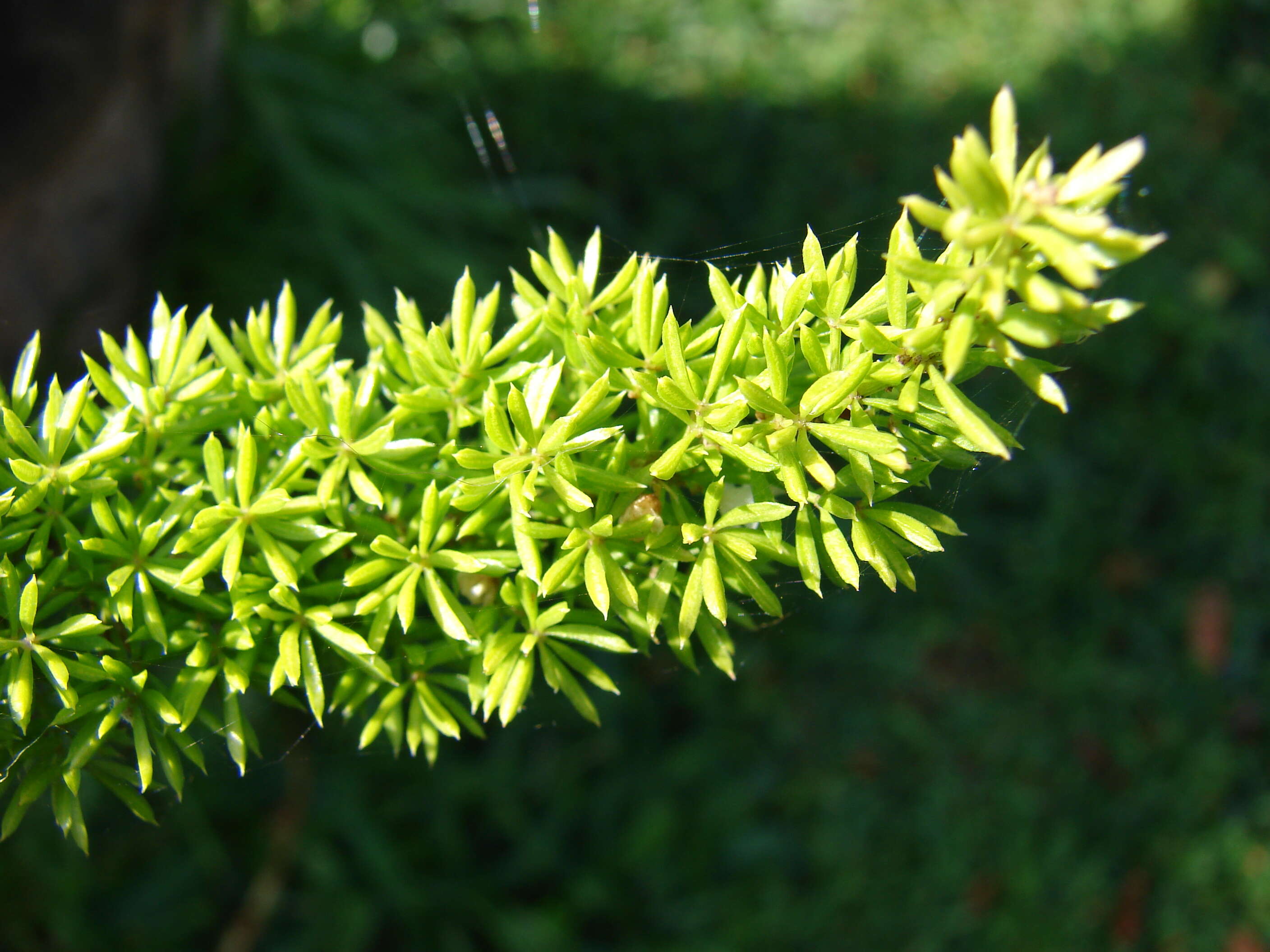 Image of Cwebe asparagus fern