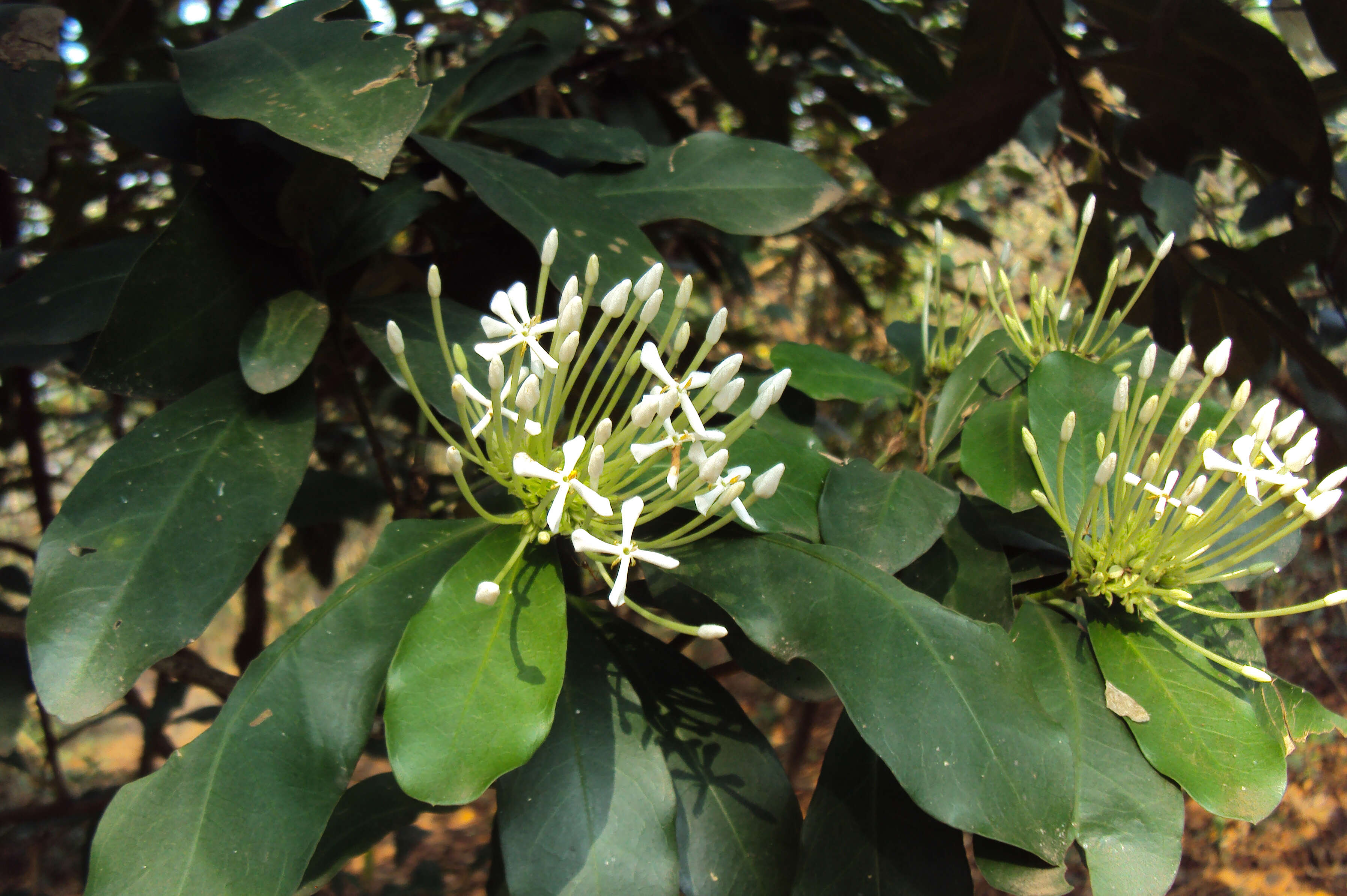 Image of Ixora finlaysoniana Wall. ex G. Don