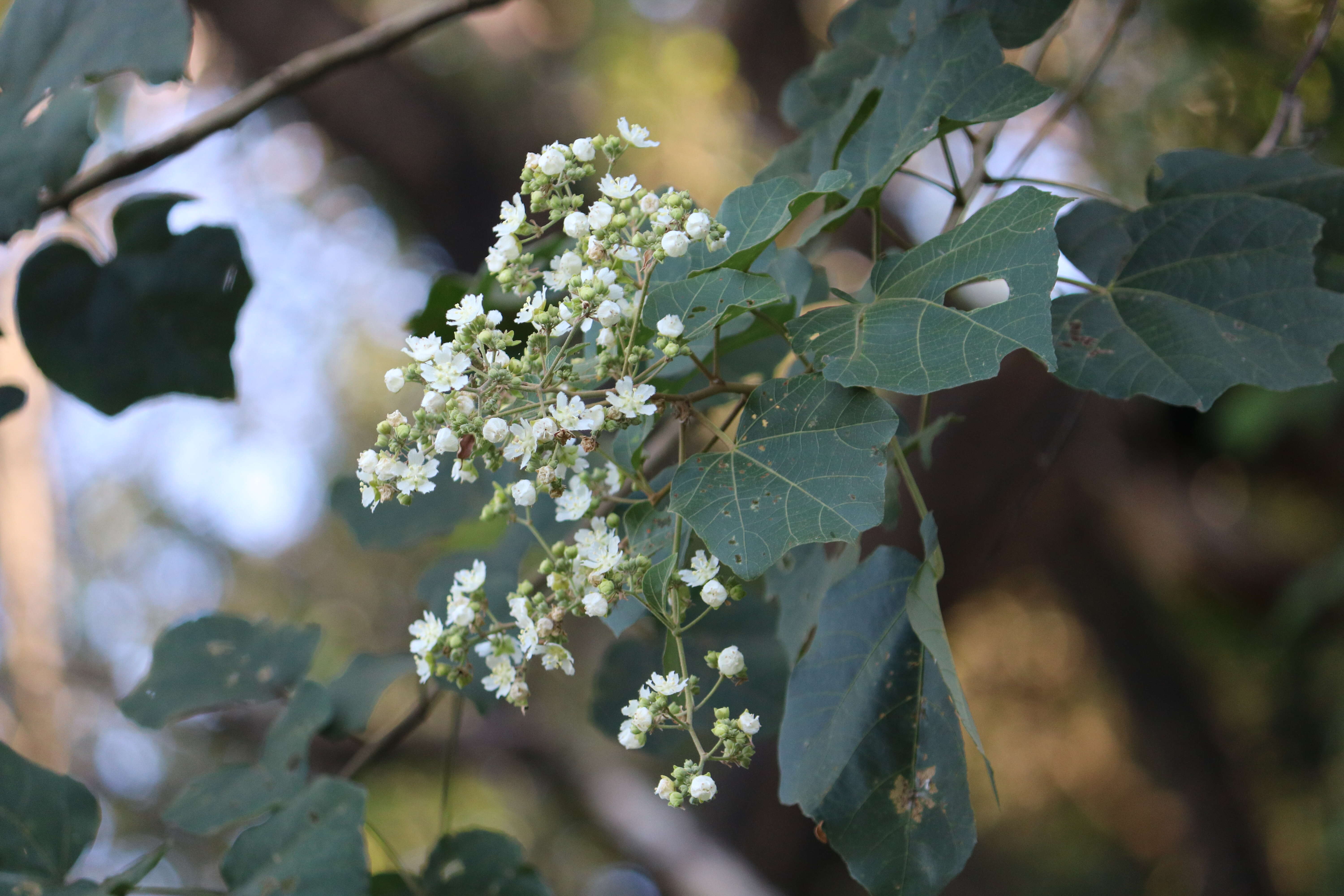 Kydia calycina Roxb. resmi