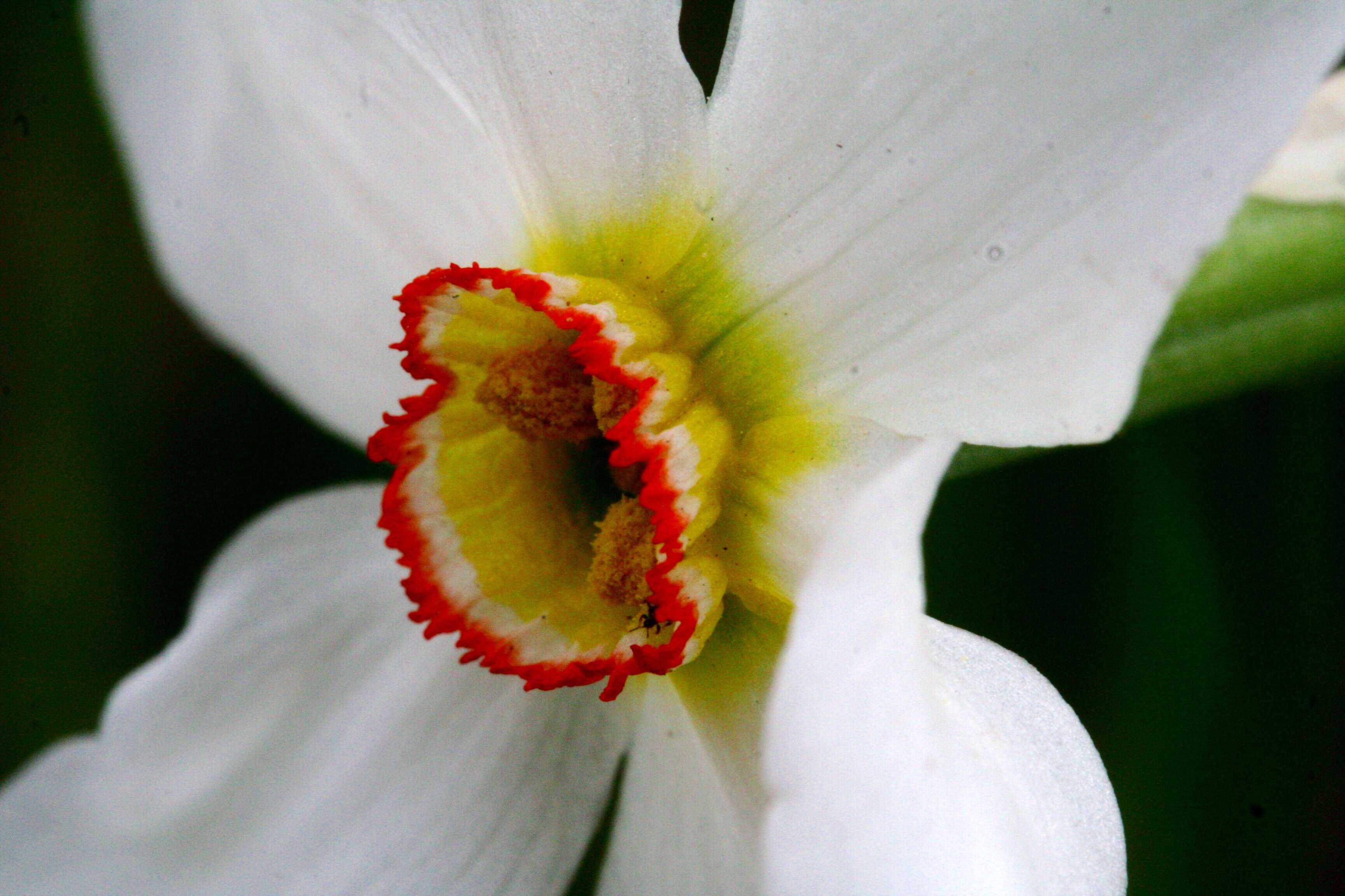 Image of Pheasant's-eye narcissus