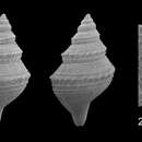 Image de Daphnella grundifera (Dall 1927)