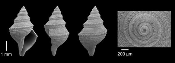 Image de Daphnella grundifera (Dall 1927)