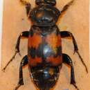 صورة Nicrophorus (Nicrophorus) basalis (Faldermann 1835)