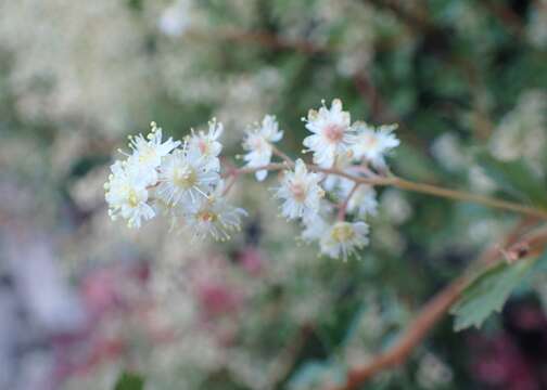 Image de Holodiscus discolor (Pursh) Maxim.