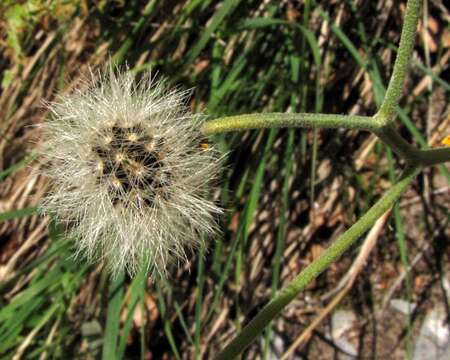 Image of Hieracium bifidum Kit.