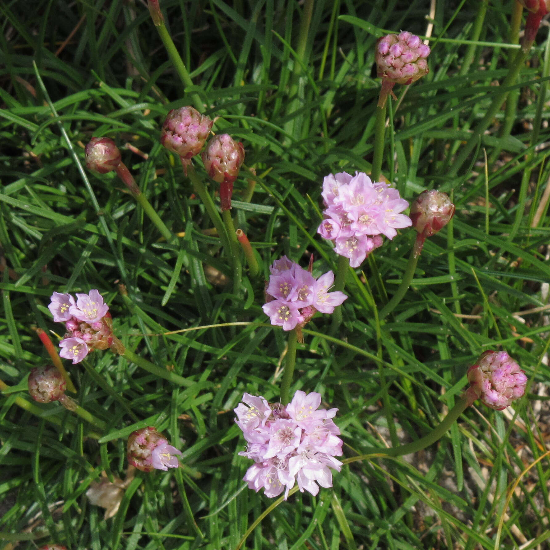 Image of thrift seapink