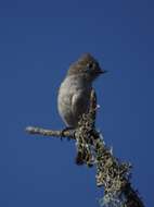 Image of Oak Titmouse