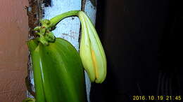 Image of West Indian vanilla