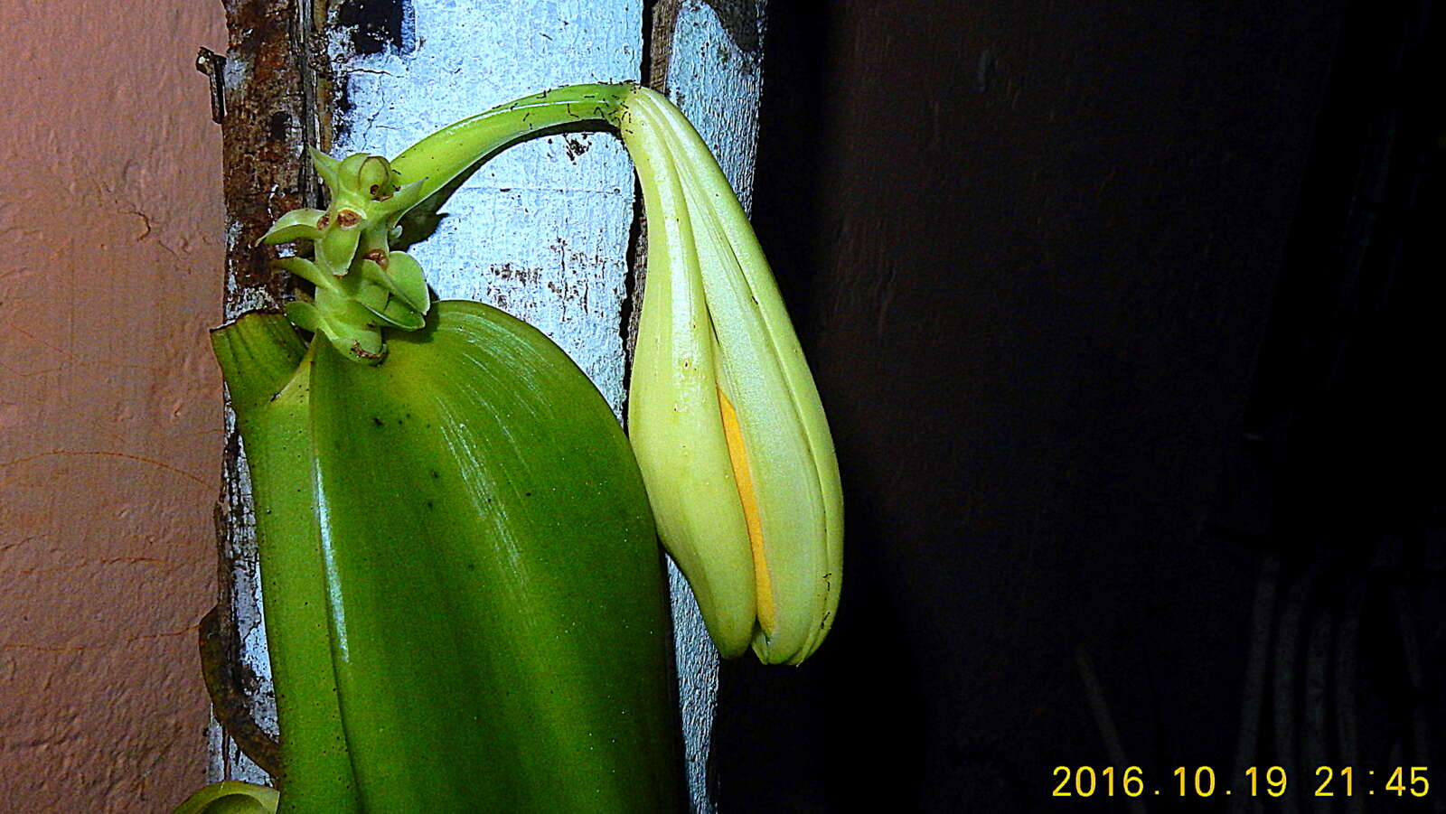 Image of West Indian vanilla