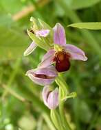 Image of Bee orchid