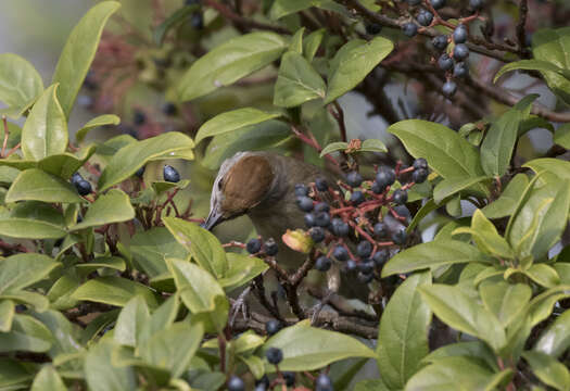 Image of Blackcap