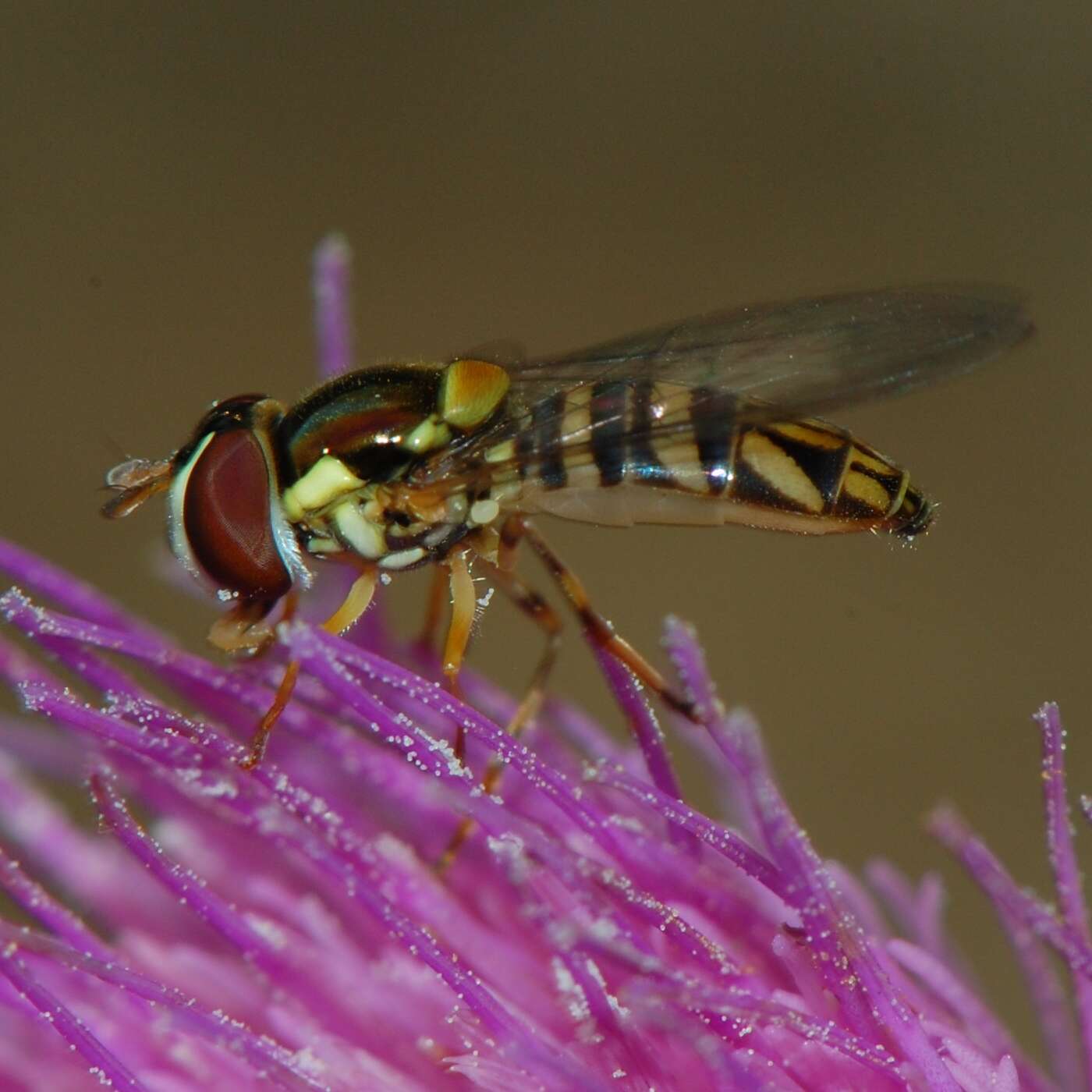 Image of Common Oblique Syrphid