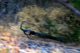 Image of Green Peafowl