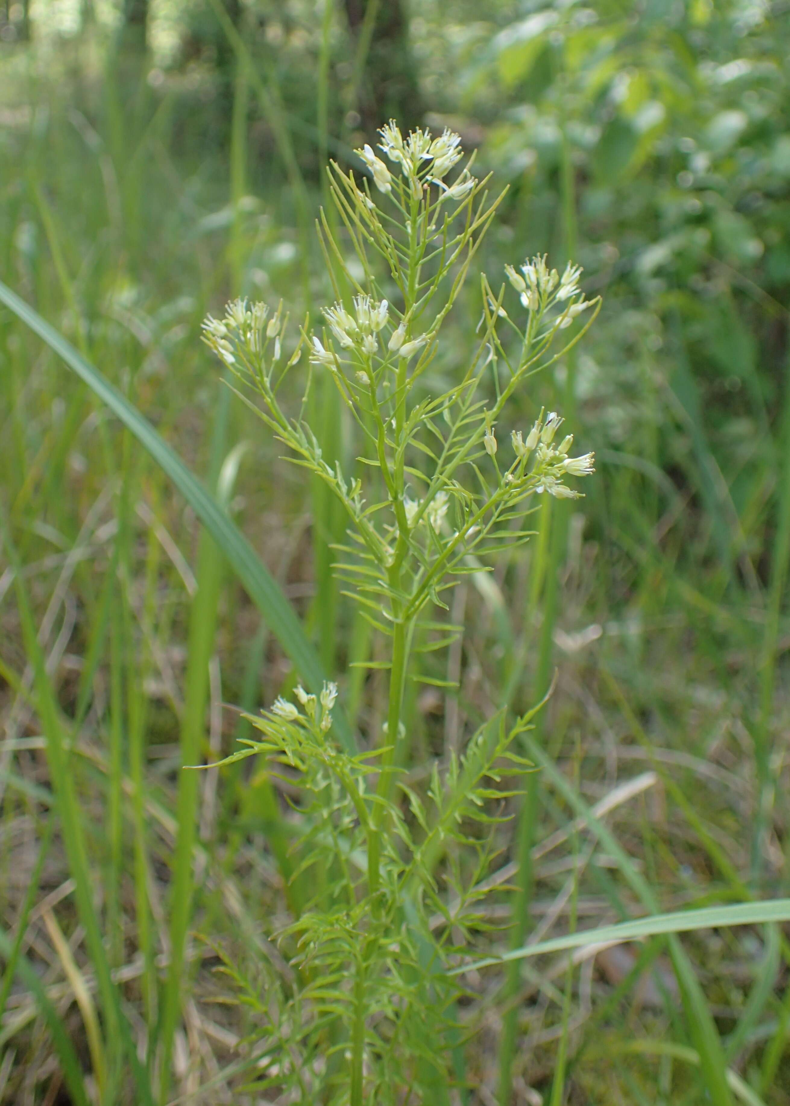 Image of Narrow-leaved Bittercress