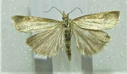 صورة Agriphila straminella