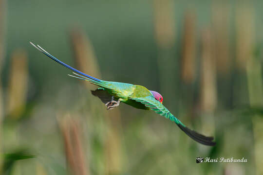 Image of Plum-headed Parakeet