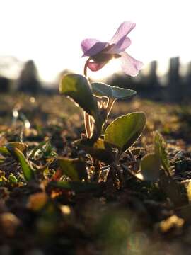 Image of teesdale violet