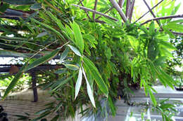 Image of textile bamboo