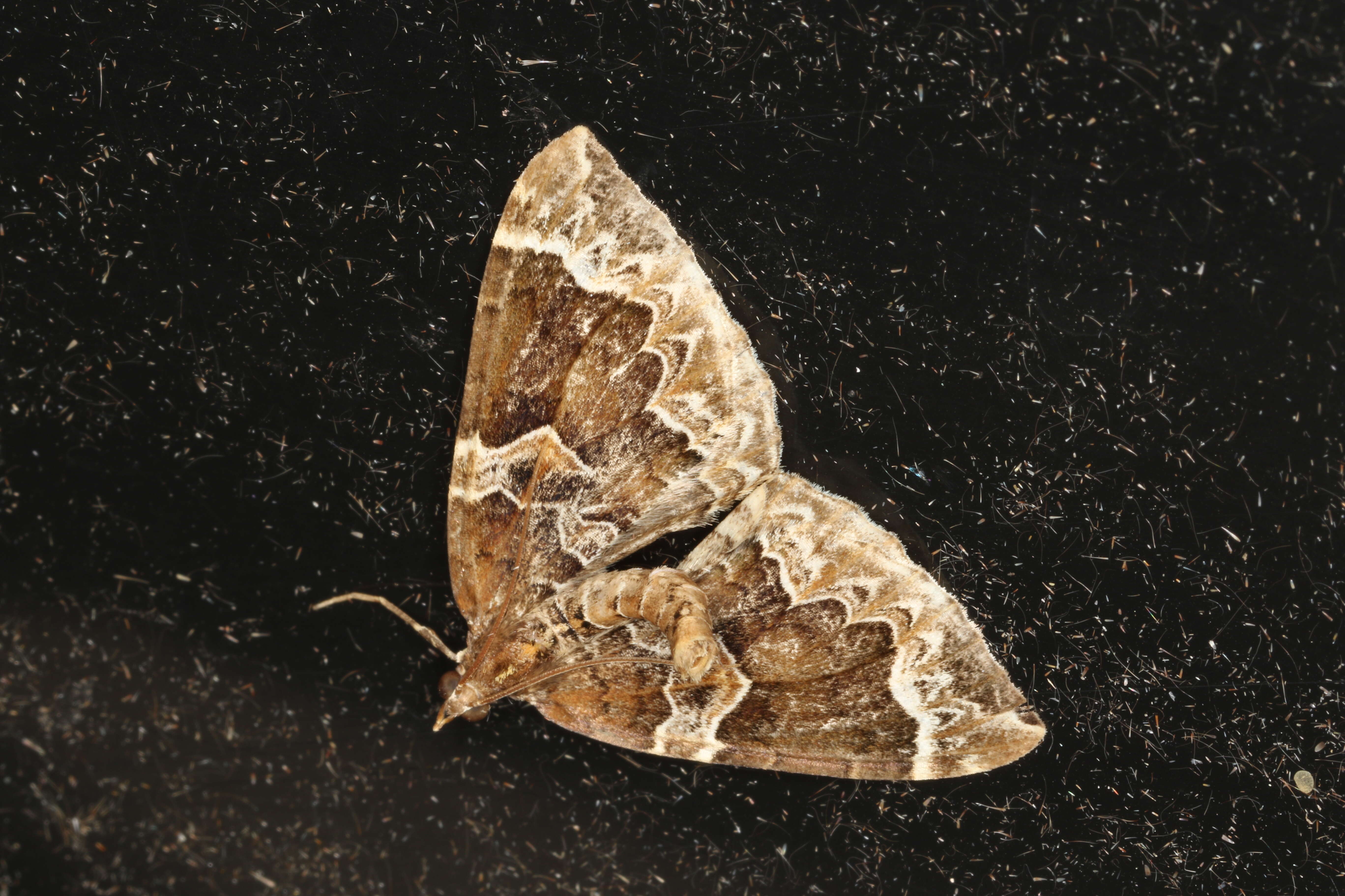 Eulithis prunata Linnaeus 1758 resmi