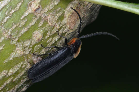 Image of Black Firefly