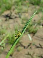 Sivun Schoenoplectiella mucronata (L.) J. Jung & H. K. Choi kuva