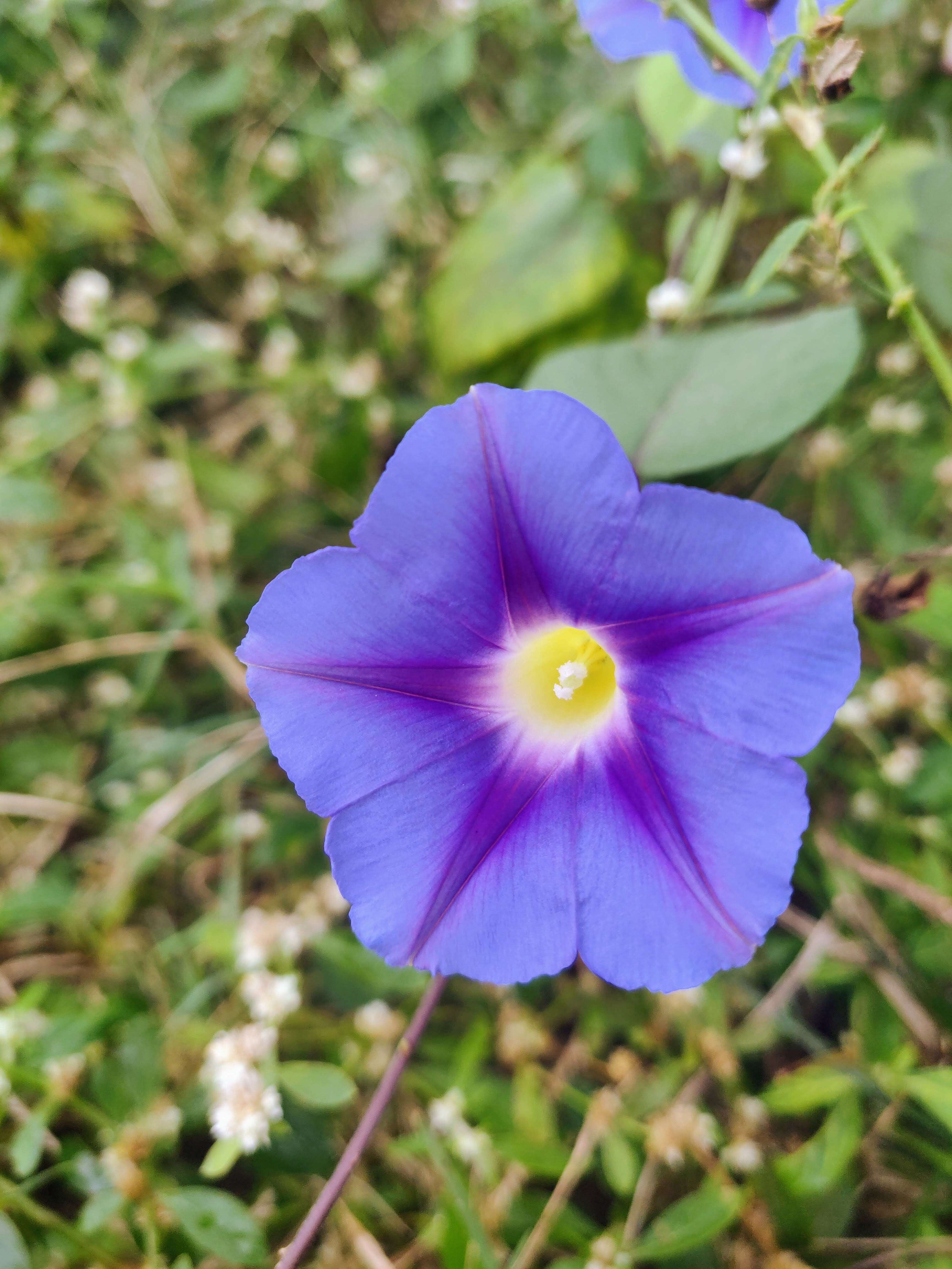 Image of Beach moonflower