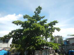 Image of tropical-almond