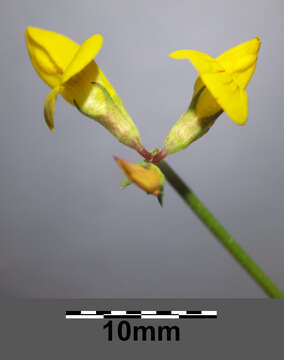 Image of Narrow-leaved Bird's-foot-trefoil